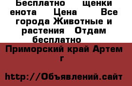 Бесплатно !!! щенки енота!! › Цена ­ 1 - Все города Животные и растения » Отдам бесплатно   . Приморский край,Артем г.